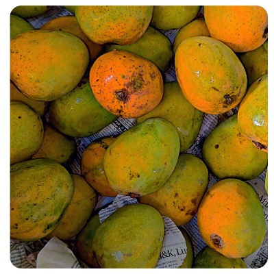 Fresh Himsagar mango Online at Best Price - Vegtoh