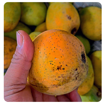 Himsagar mango Online Delivery in Halisahar, Kanchrapara & Kalyani - Vegtoh