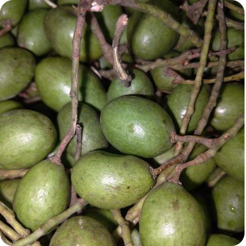 Jalpai Online Delivery in Halisahar, Kanchrapara & Kalyani - Vegtoh