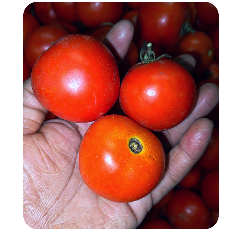 Tomato