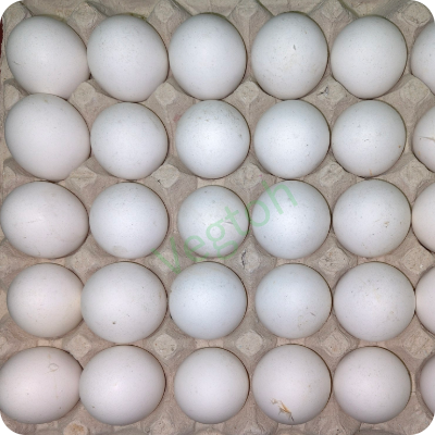 Egg Online Delivery in Halisahar, Kanchrapara & Kalyani - Vegtoh