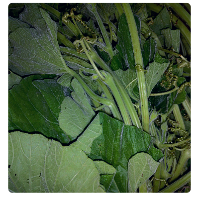 Lau Saag