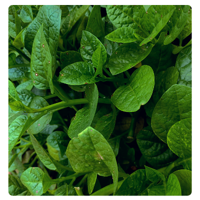 Pui saag