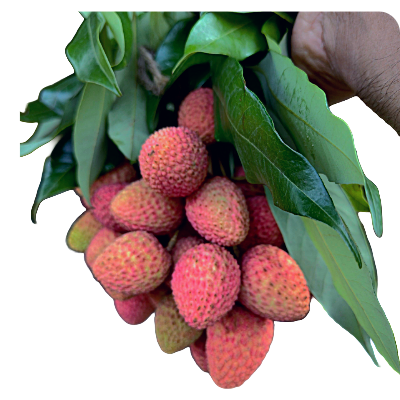 Lichu Online Delivery in Halisahar, Kanchrapara & Kalyani - Vegtoh