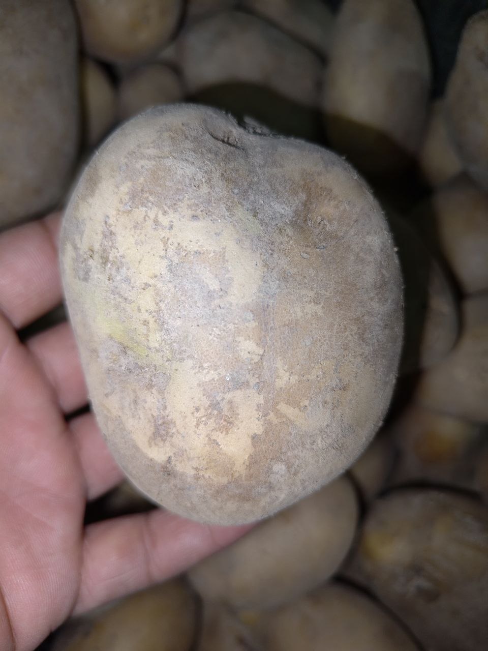 additional image