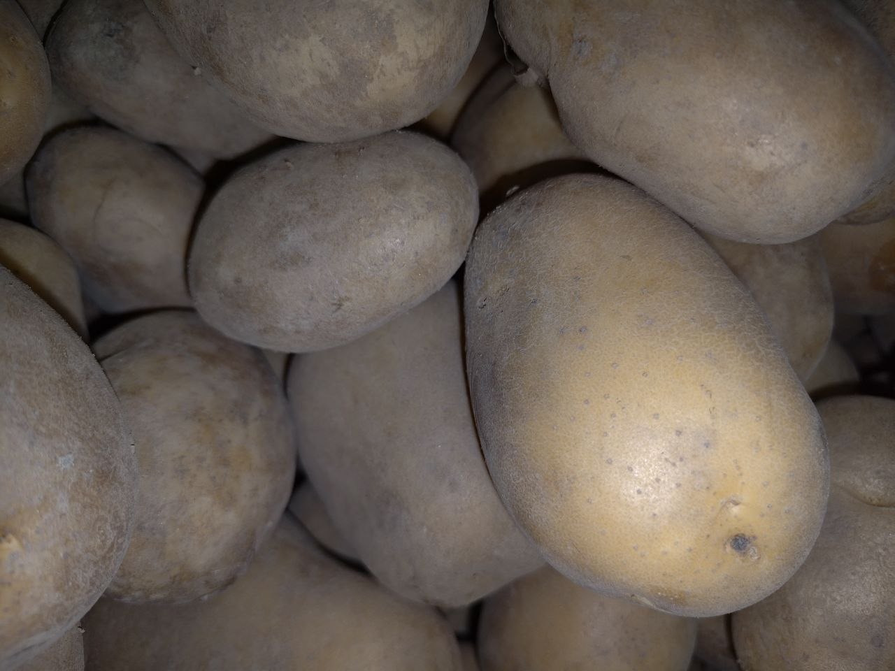 Potato
