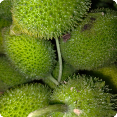 Kakrol Online Delivery in Halisahar, Kanchrapara & Kalyani - Vegtoh