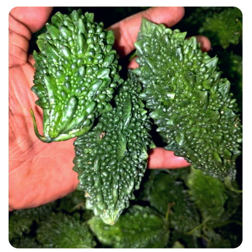 Ucche Small Bitter Gourd