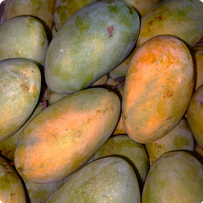 Chousa mango Online Delivery in Halisahar, Kanchrapara & Kalyani - Vegtoh