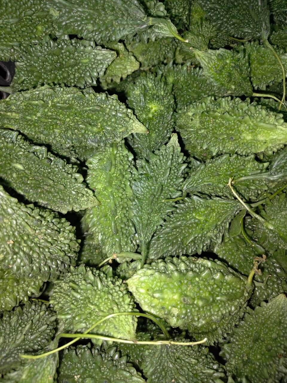 Ucche Small Bitter Gourd